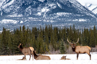Canmore 2017